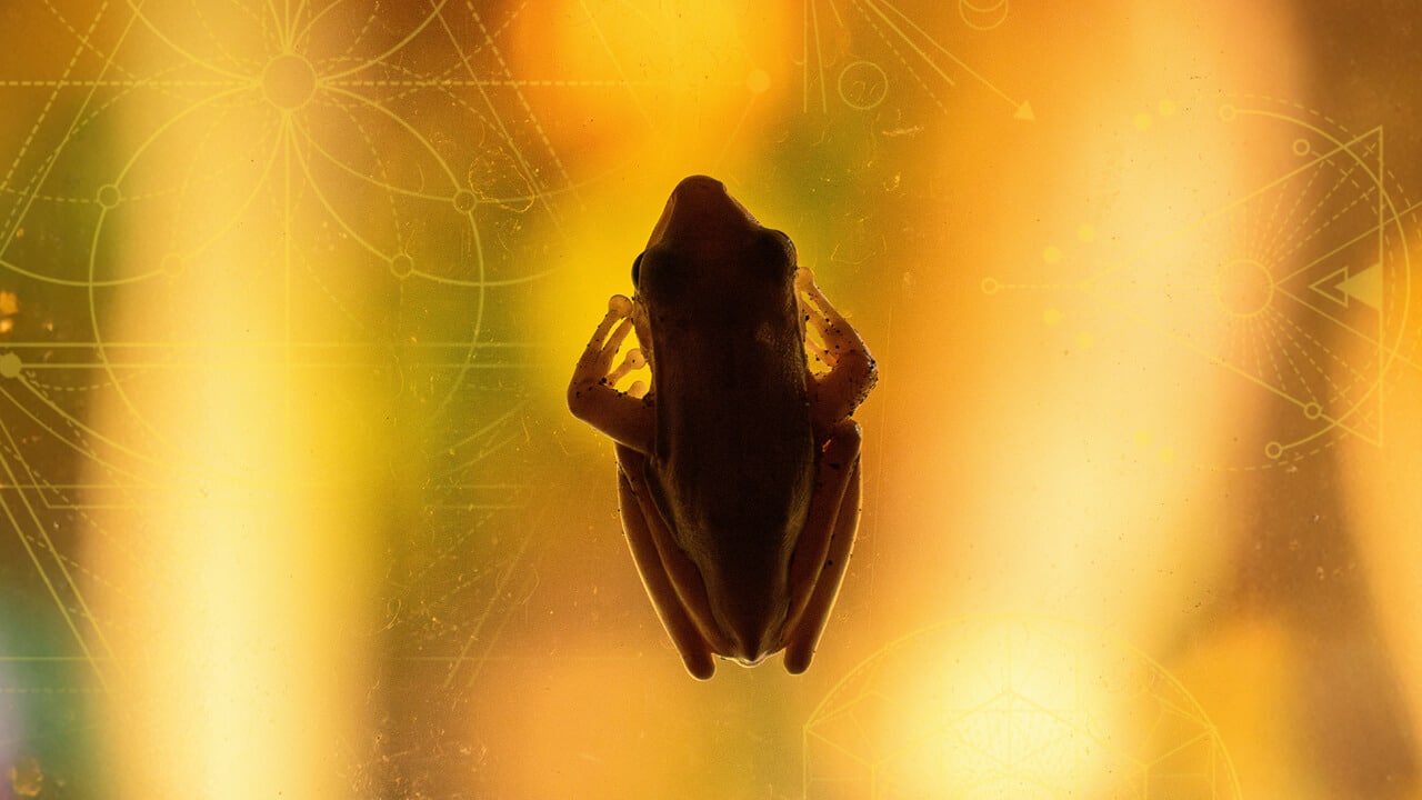Toad, Whale, Sun: A Shamanic Odyssey into the God Molecule - Rak Razam